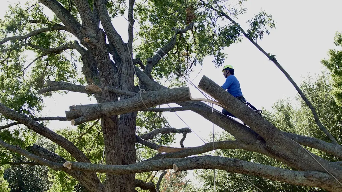Professional Hazardous Tree Removal performed by certified arborists in Saratoga